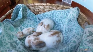 11DayOld Holland Lop Babies and a Tiny Peanut Bunny