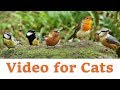 Videos for Cats to Watch - November Birds Extravaganza