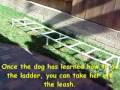 Dog Agility Training 'Tips' - Agility Ladder Dog Agility Training 'Tips' - Agility Ladder