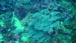 Buceo en Isla de Darwin-Galapagos. por Angel S.S..mpg