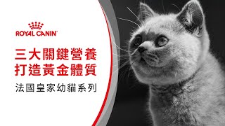 【三大關鍵營養 打造黃金體質】幼貓成長系列｜法國皇家