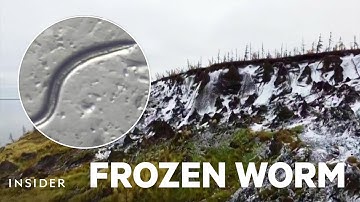 How A 46,000-Year-Old Worm Came Back To Life And Started Having Babies | Insider News