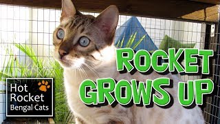 Snow Bengal cat Rocket becomes an adult & wears his cat harness by Hot Rocket Bengal Cats 8,413 views 8 years ago 2 minutes, 22 seconds