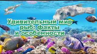 Удивительный мир рыб: факты и особенности