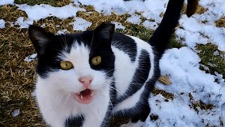 Helping stray cats in the streets and parks in winter weather