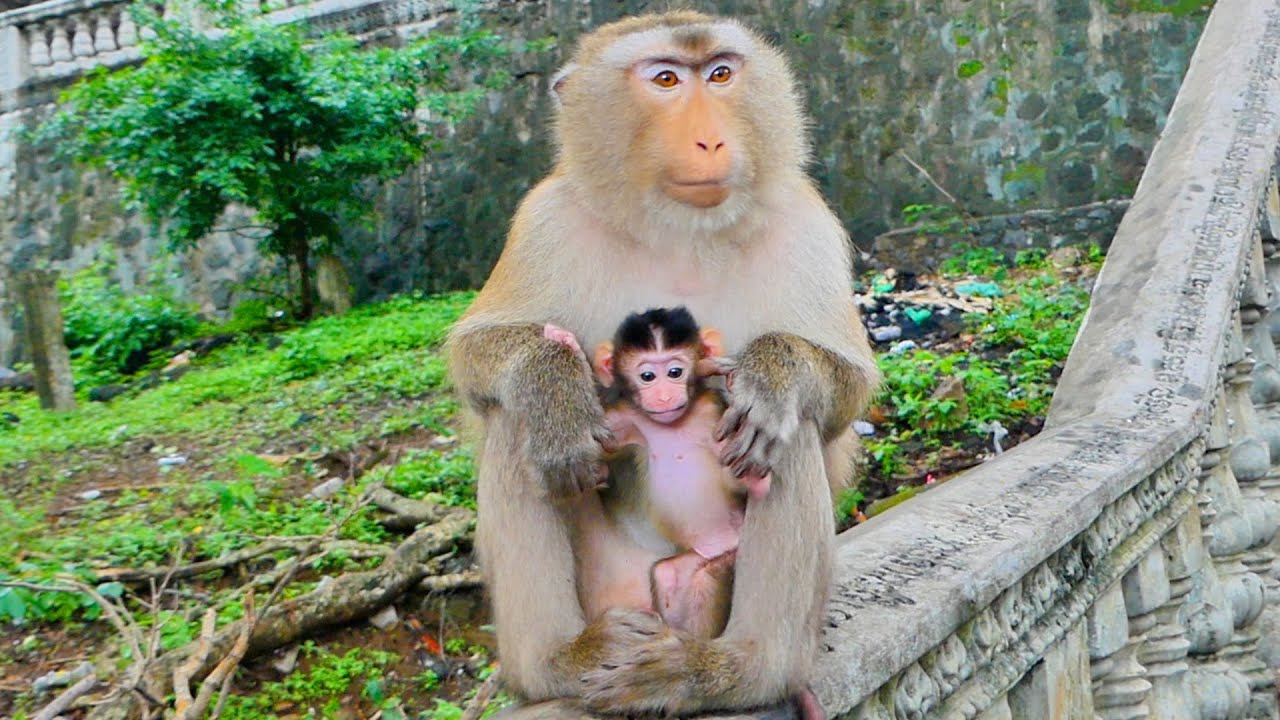 Sweet Family..! Jessica Baby Monkey Just Getting To Her Sibling Sisters Well Now