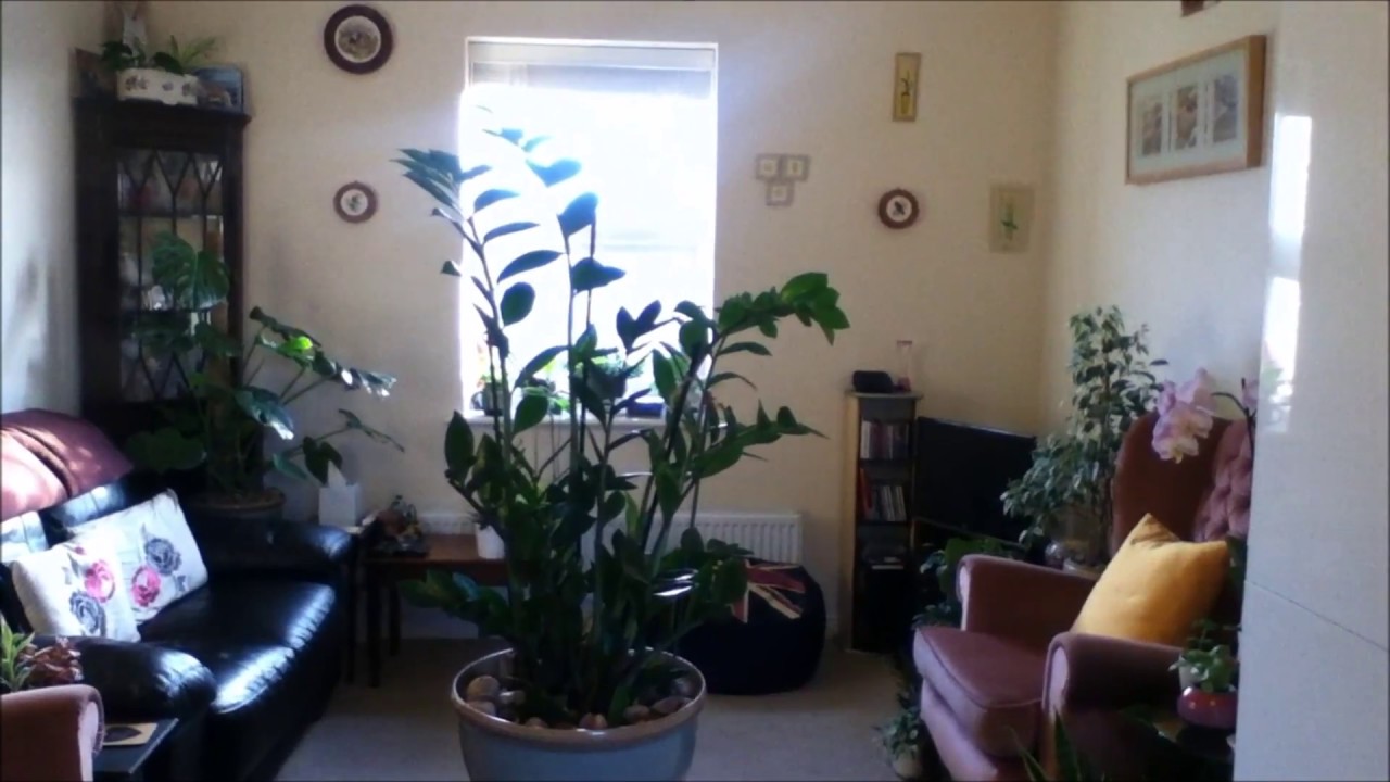 ZZ Plant have leaves - YouTube
