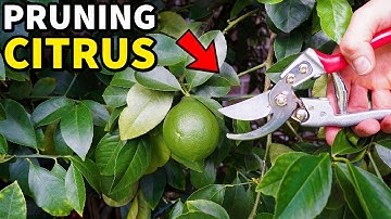 How To Prune Citrus Trees In Summer