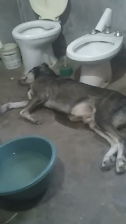 cómo enterrar un perro muerto 👍😀
