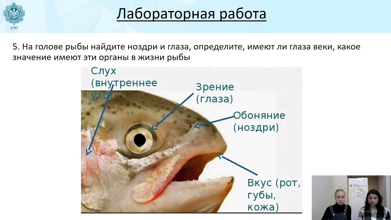 Какое значение имеет ноздри у рыб