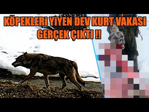 KÖPEKLERİ YİYEN DEV KURT VAKASI GERÇEK ÇIKTI ! KASTAMONU'DA  KANGAL YİYEN DEV BOZKURT'U GÖRÜNTÜLEDİM