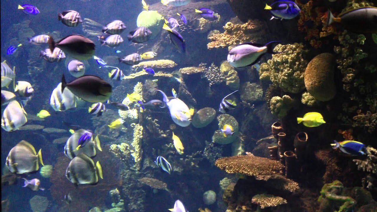 Columbus Zoo fish tank YouTube
