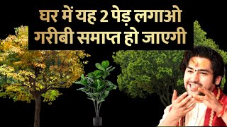 ये 2 पेड़ गरीबी को समाप्त करते है धन की प्राप्ति होती है/ Vastu tips/ Bageshwar Dham Sarkar