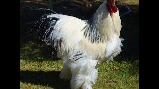 The biggest cock in the world HD QUALITY