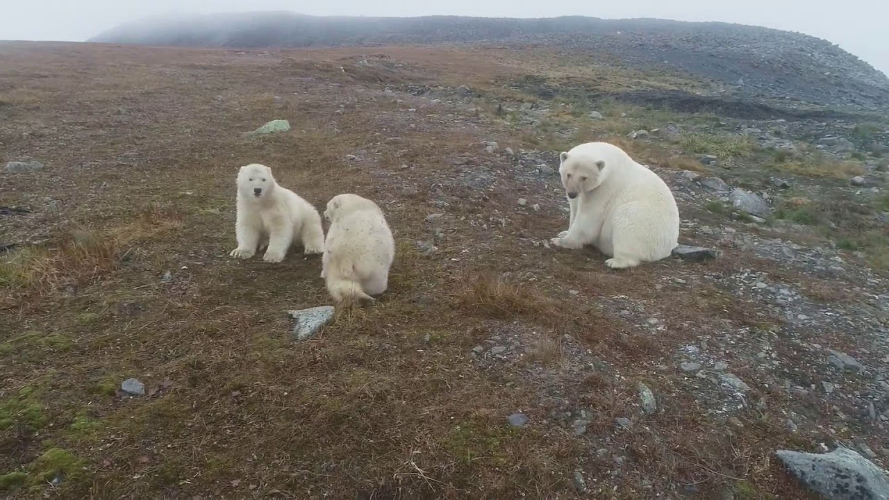 Видео где живут белые медведи 1 класс. Мыс Шмидта белый медведь. Белушья губа белые медведи. Белый медведь на Чукотке. Новая земля белые медведи.