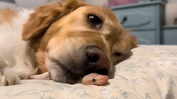 Golden Retriever Cuddles with a Ball Python!🐶❤️🐍