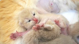 Two kittens opened their eyes || 9th days after birth