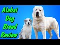 Alabai The Beast || [ Central Asian Shepherd ] || Dogs Junction. の動画、YouTube動画。