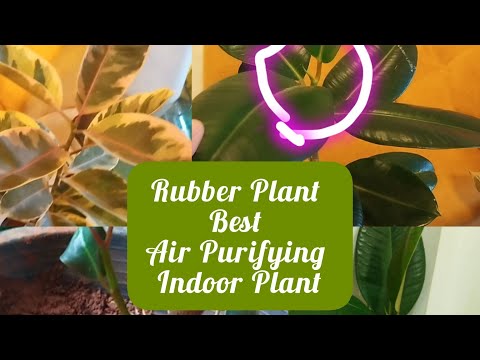 How To Care Rubber Plant|| How To Propagate LuRubber Plant|| Happiness Overloaded|| Plants On Lens