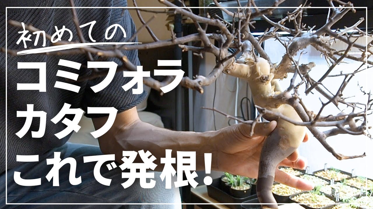 k*9様 コミフォラカタフ　発根管理中株 hq720.jpg?sqp=-