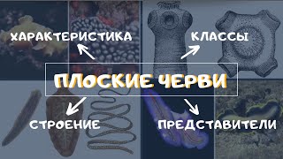 Тип Плоские черви. Биология 7 класс. Классы, строение плоских червей. Ленточные черви Паразиты. ЕГЭ