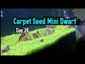 Day 26 Carpet Seed Mini Dwarf | magic seed aquascape