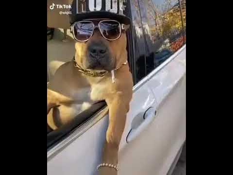 Il cane mafioso - YouTube