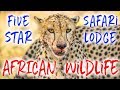 5 Star Safari How We Got Here