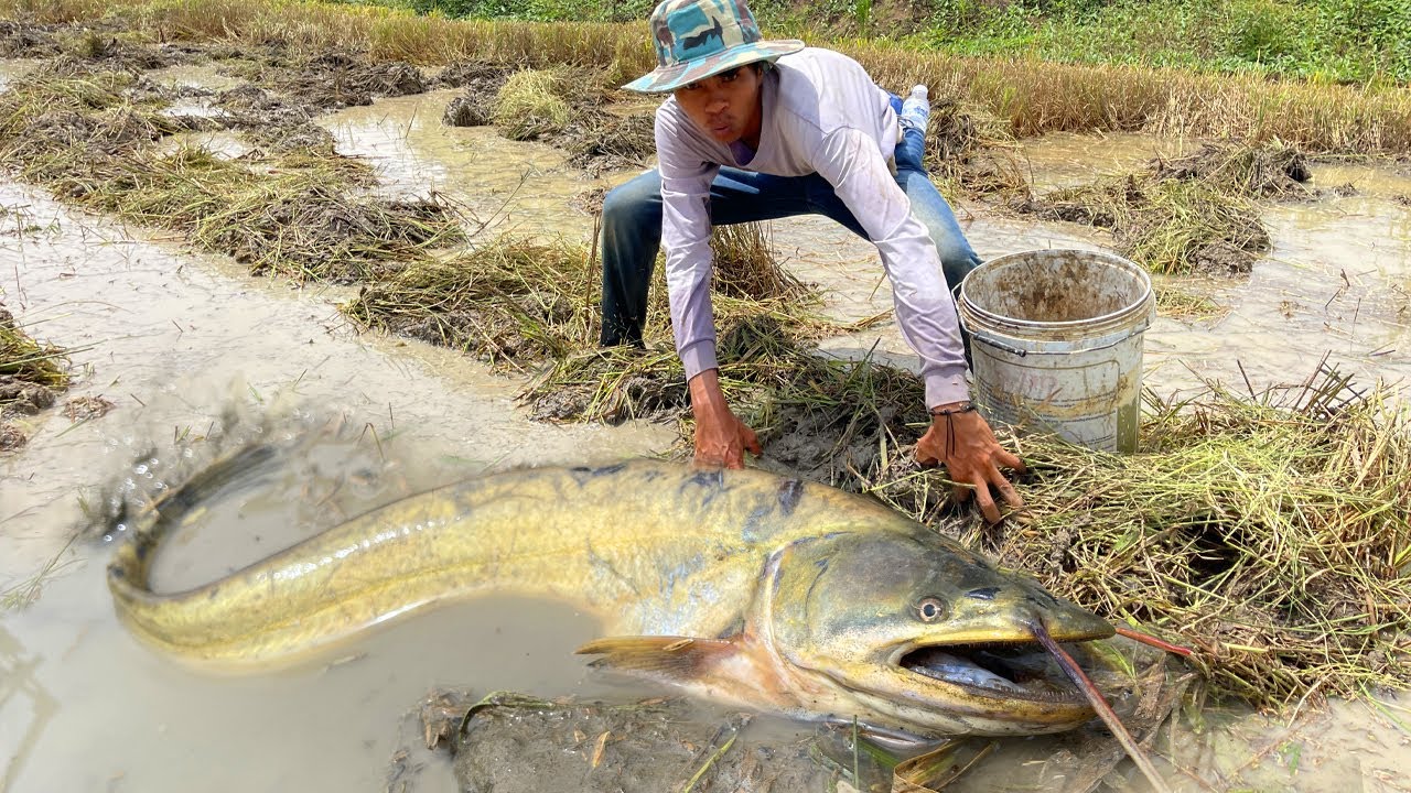 How to Catch Copper Snakehead Fish Effectively