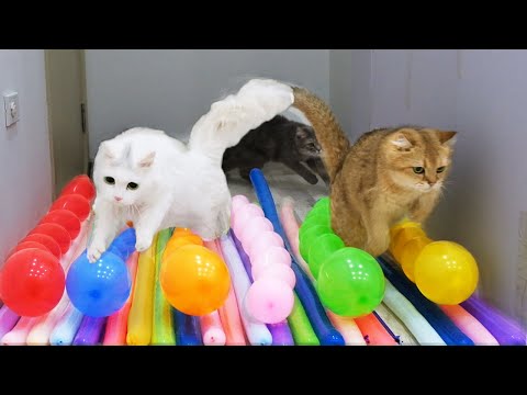Funny Cats vs Long Balloons | Test Cats IQ 😂