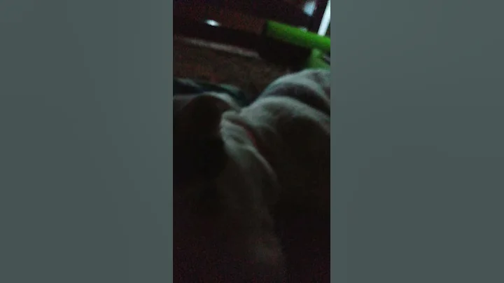 my dog Adley
