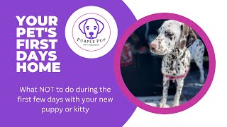 Pet Transport | Your Pet's First Few Days At Home by PurplePup LLC 131 views 1 year ago 1 minute, 44 seconds