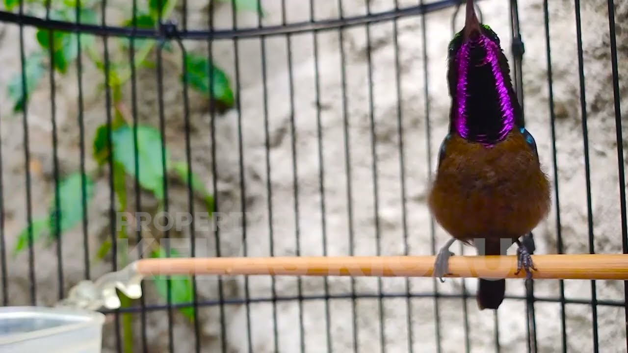 PANCINGAN KONIN GACOR FULL ISIAN ROLL TEMBAK MEWAH !! MASTERAN KOLIBRI NINJA BAHAN AGAR CEPAT EMOSI