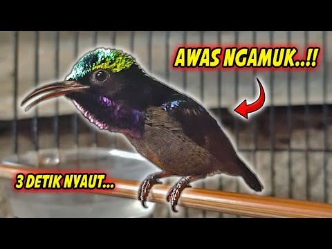 KOMPILASI MASTERAN KONIN JAWARA ANTI KONDANGAN FULL ISIAN MEWAH PEMBARUAN MANTAP UNTUK MASTERAN