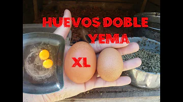 ¿Cómo hacer que los huevos de gallina sean más grandes?