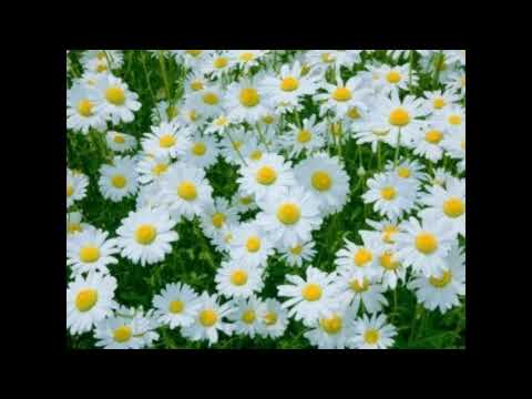 やしきたかじん_哀しみのAgain