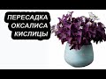 Оксалис или Кислица. Правила пересадки и ухода.