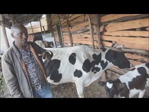 Kofele_Dairy Cow Selction