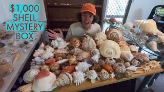 UNBOXING A $1,000 SEASHELL MYSTERY BOX! HUGE SEASHELL COLLECTION HAUL