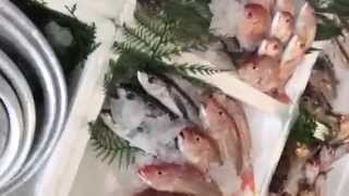 サバ サバ鯖さば〜(^O^)／