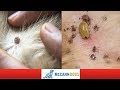 How To Check Your Dog For Ticks- Tick Hiding Spots - Professional Dog Training Tips
