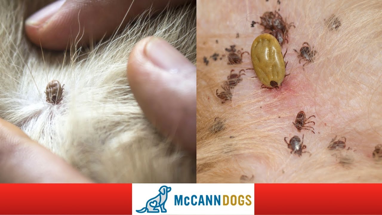 best way to get a tick off of a dog