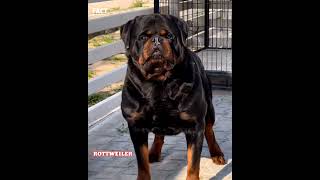 Pitbull और Rottweiler और German shepherd में कोन सा Dog लें?  #shorts #Dog #pitbull #rottweiler