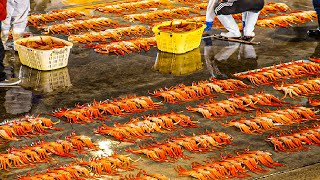 Producing Millions Tons of Seafood Every Day  Asian Seafood Processing Factory  Fish Processing