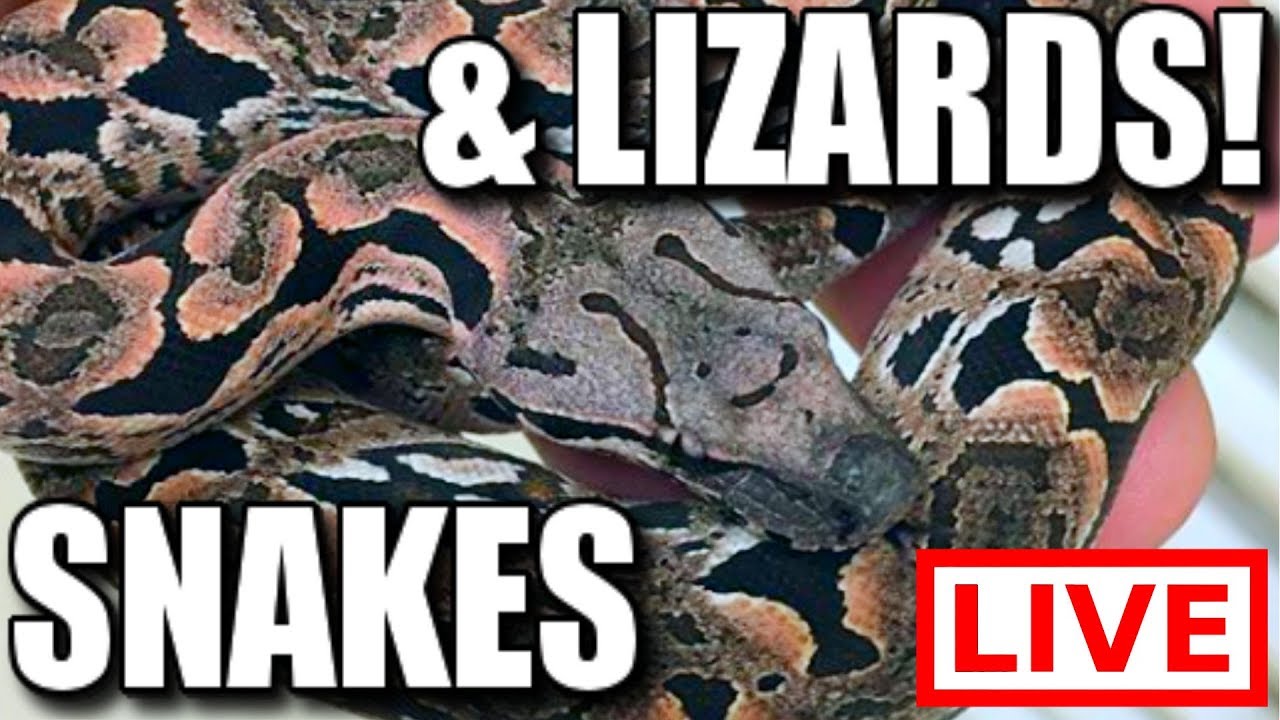 pet snakes and dogs SNAKES AND LIZARDS LIVE 🔴 | BRIAN BARCZYK