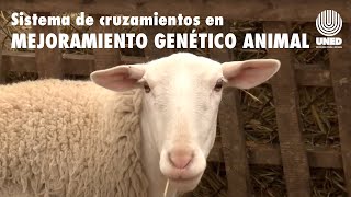 Sistema de cruzamientos en mejoramiento genético animal