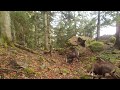 chamois , beau sous-bois moussu, daguet et écureuils