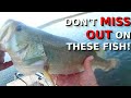 The SUPER EASY Trick PROS Use For Bass Fishing On Sunny Days!