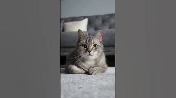 Why Your Phone is Smarter Than You Think!🤯📱