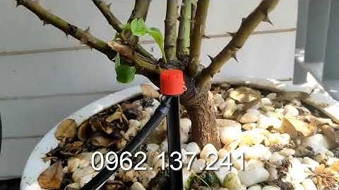 Tưới nhỏ giọt ban công chung cư